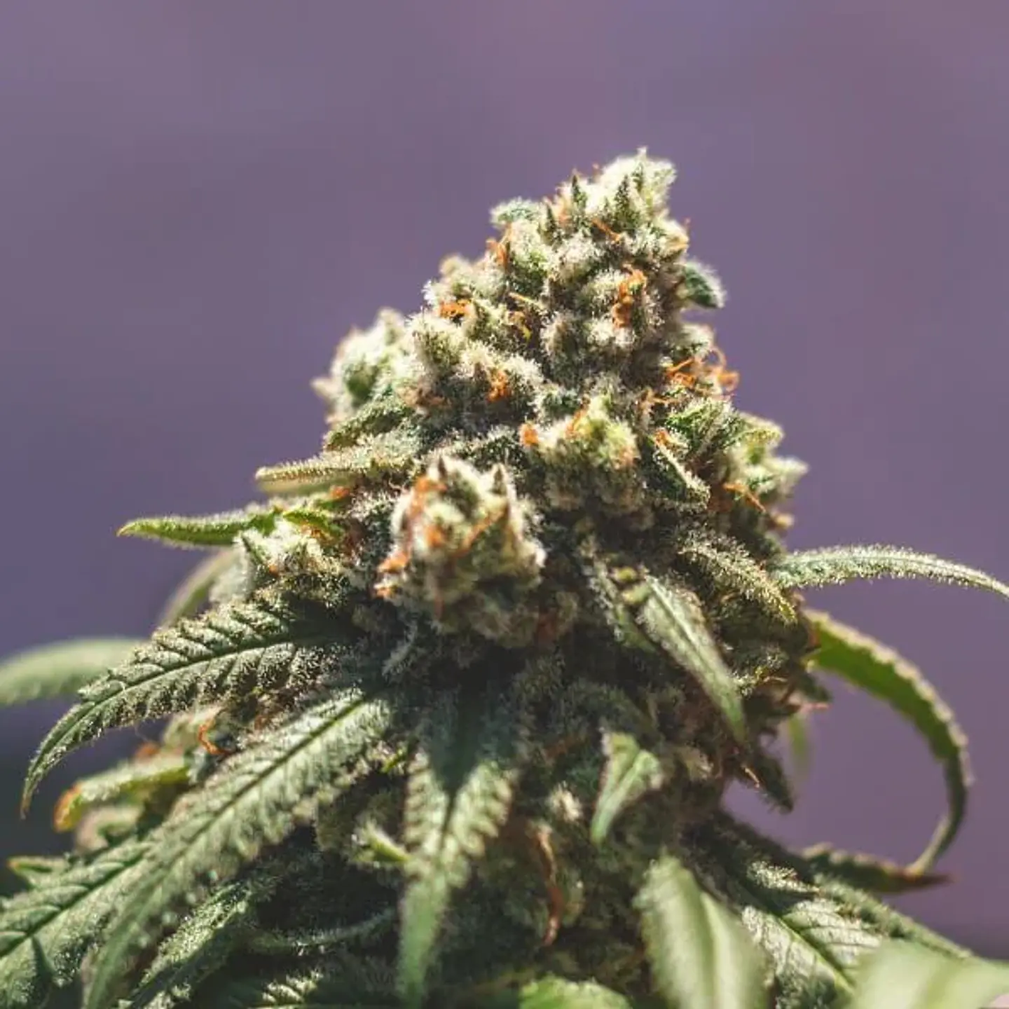 Green Crack Punch Usa Premium Fem -Royal Queen (X10/X3) 9