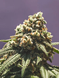 Green Crack Punch Usa Premium Fem X10-Royal Queen - Miniatura 9