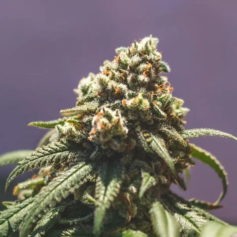 Green Crack Punch Usa Premium Fem -Royal Queen (X10/X3) 9