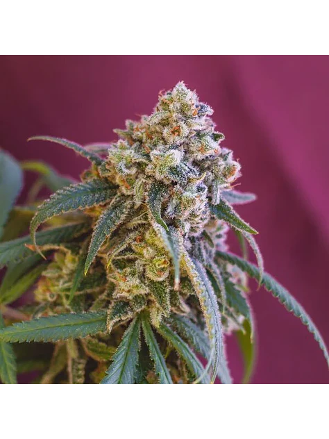 Green Crack Punch Usa Premium Fem -Royal Queen (X10/X3) 7