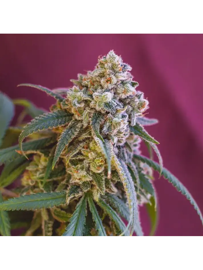 Green Crack Punch Usa Premium Fem -Royal Queen (X10/X3) 7