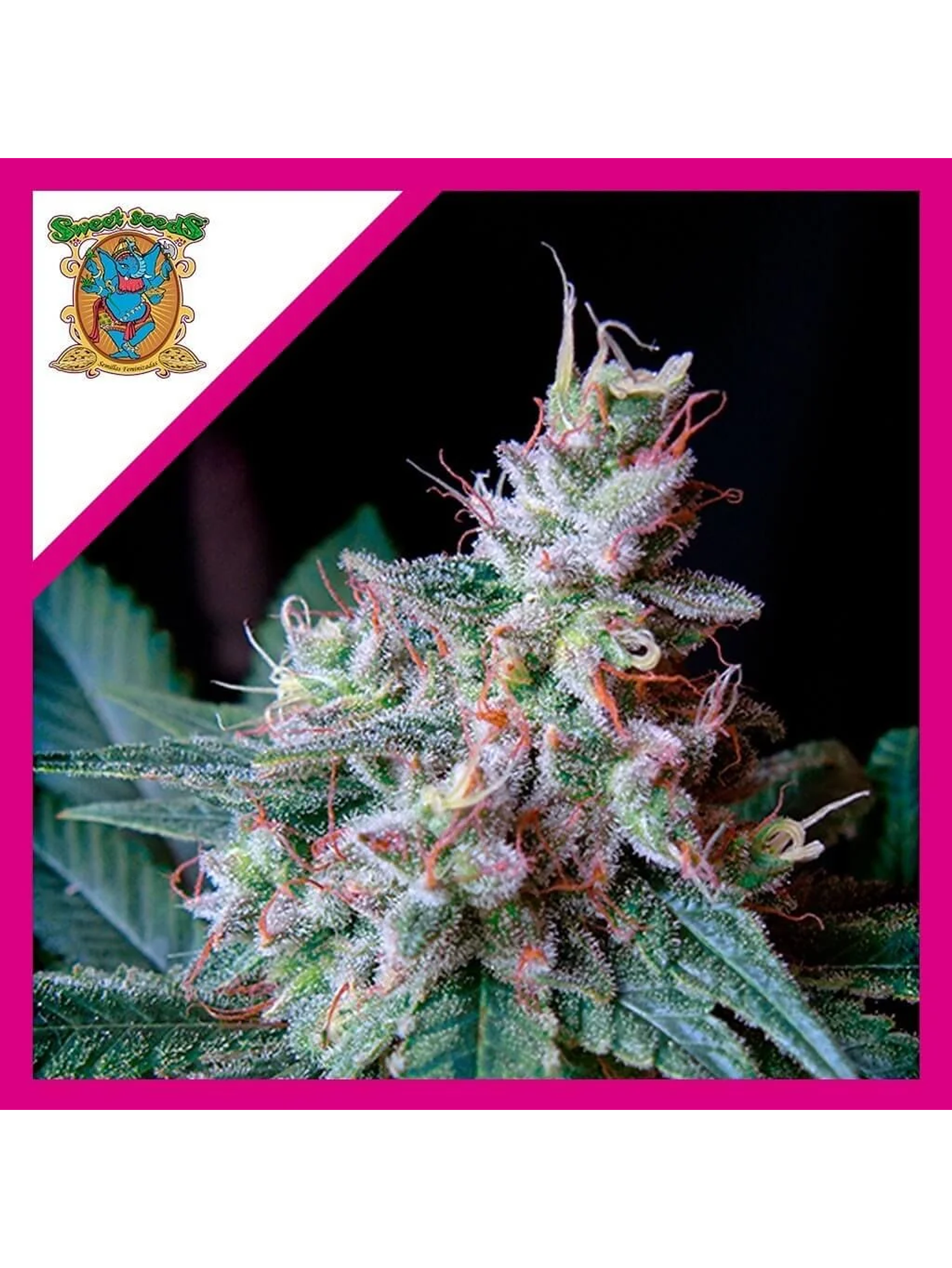 Cream Caramel F1 Fem® -Sweet Seeds (X100/X25/X3+1) 3