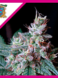Cream Caramel F1 Fem® X100-Sweet Seeds - Miniatura 3