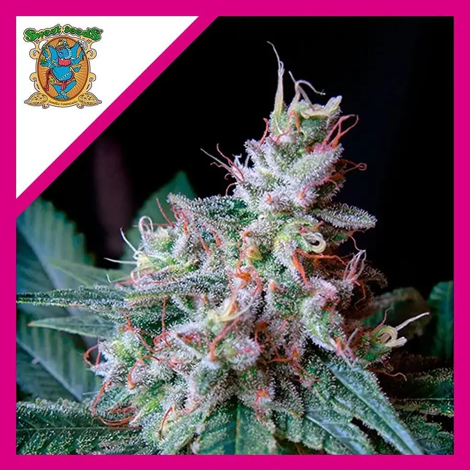 Cream Caramel F1 Fem® -Sweet Seeds (X100/X25/X3+1) 3