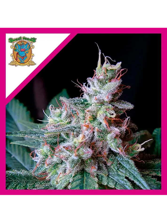 Cream Caramel F1 Fem® -Sweet Seeds (X100/X25/X3+1) 6