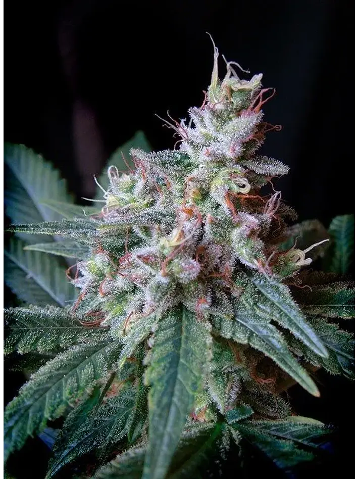 Cream Caramel F1 Fem® -Sweet Seeds (X100/X25/X3+1) 7