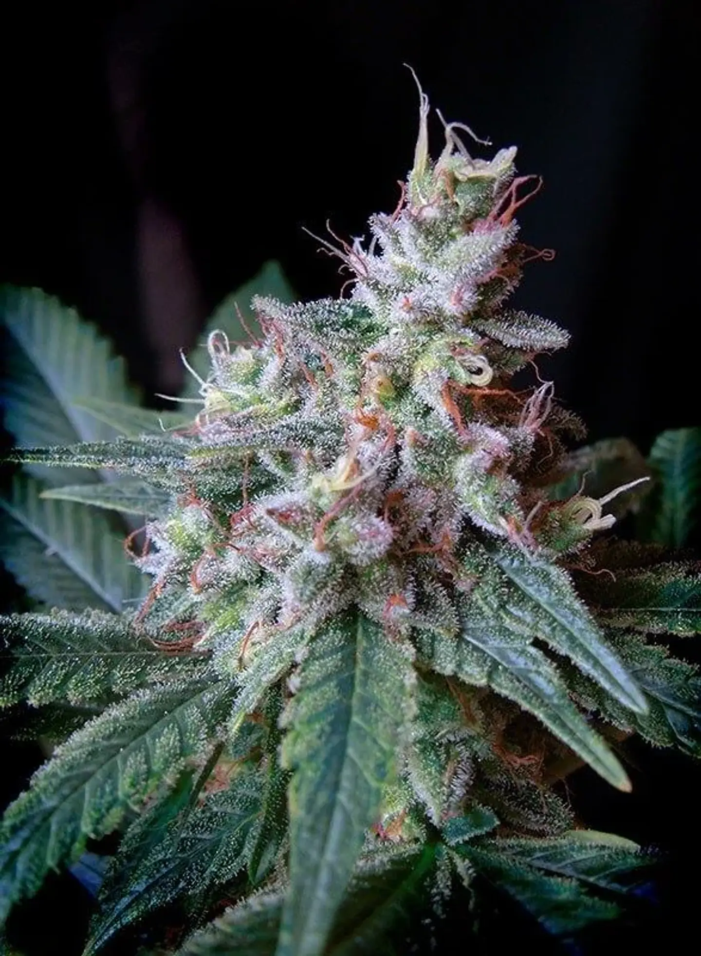 Cream Caramel F1 Fem® -Sweet Seeds (X100/X25/X3+1) 7