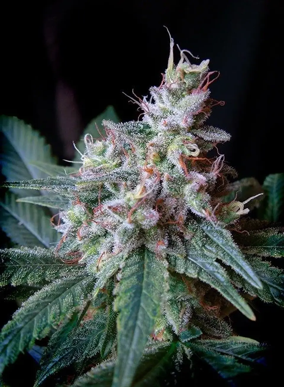 Cream Caramel F1 Fem® -Sweet Seeds (X100/X25/X3+1) 7