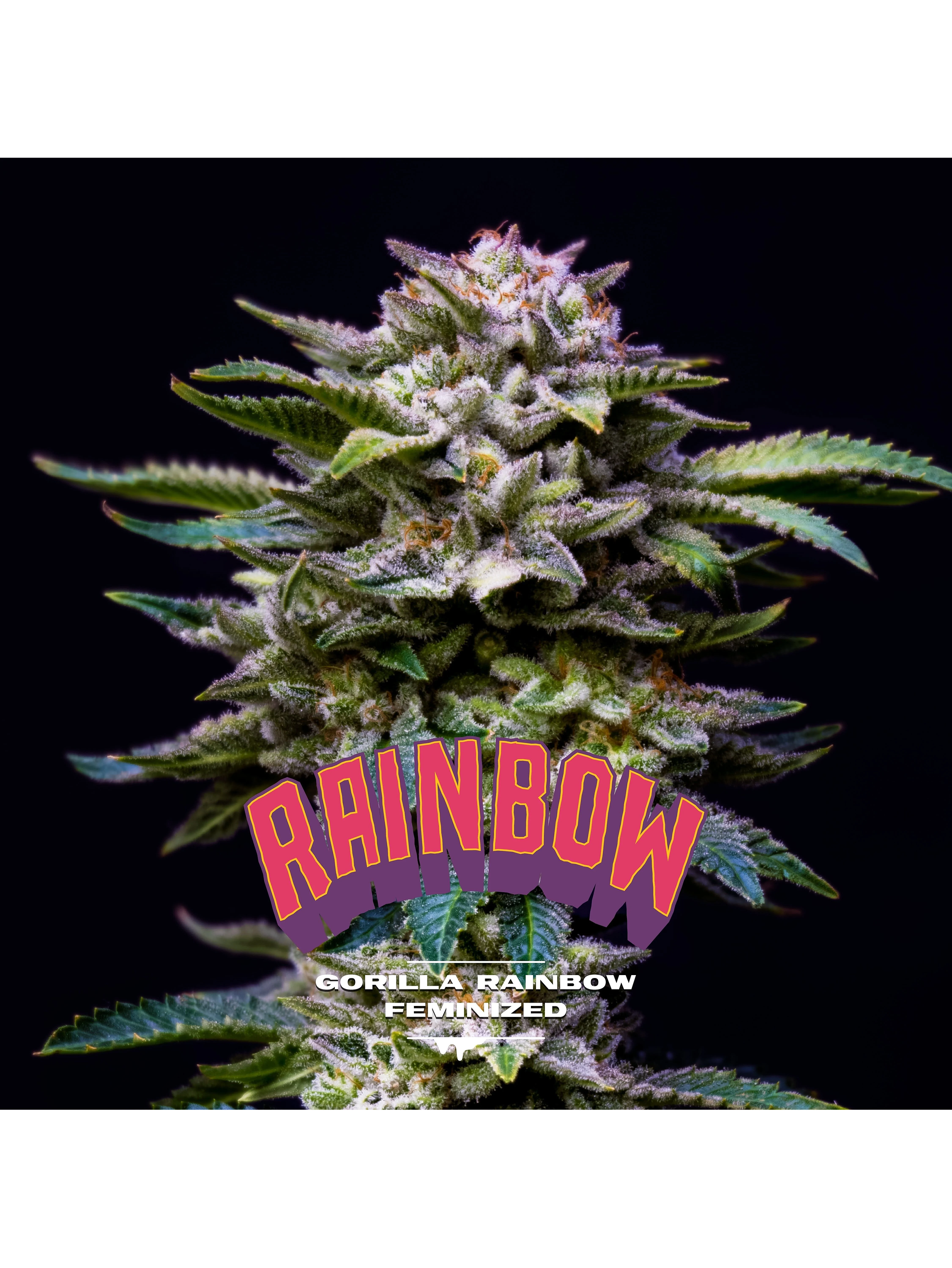 Gorilla Rainbows Fem -Bsf (X7/X4/X2) 4