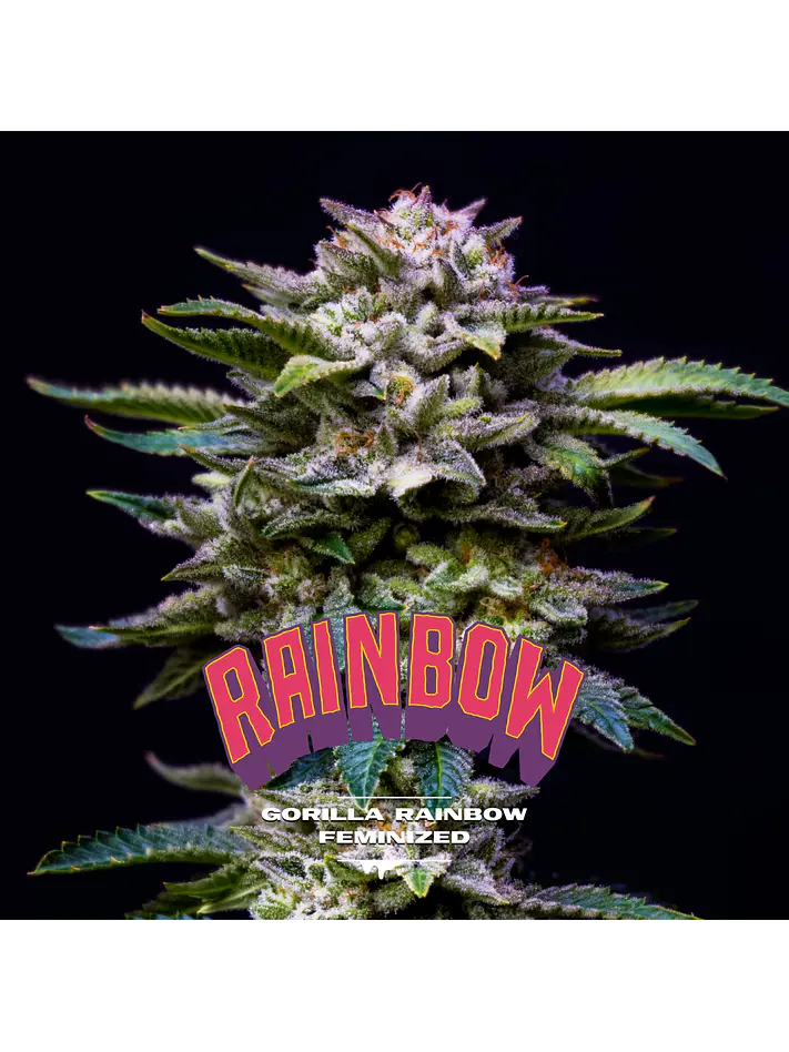 Gorilla Rainbows Fem -Bsf (X7/X4/X2) 4