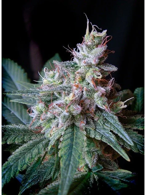 Cream Caramel F1 Fem® -Sweet Seeds (X100/X25/X3+1) 5