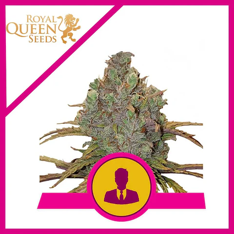 El Patron Fem -Royal Queen (X10/X3/X1)