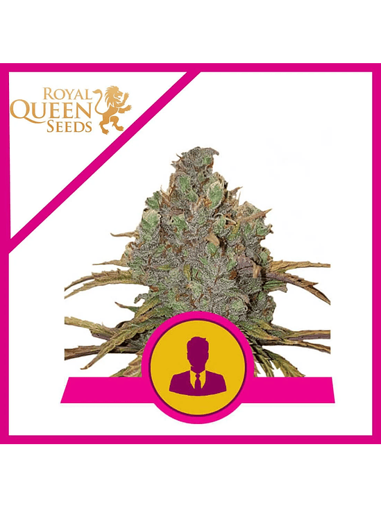 El Patron Fem X10-Royal Queen 2