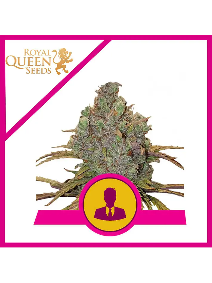 El Patron Fem -Royal Queen (X10/X3/X1) 2