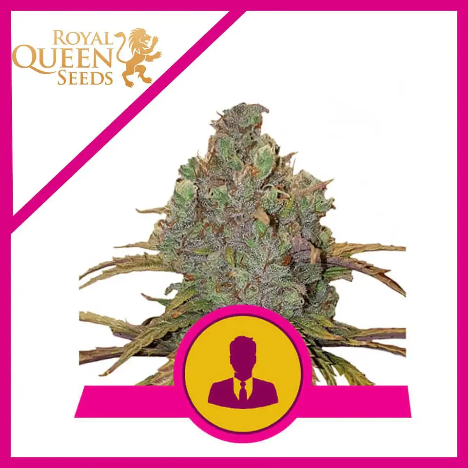El Patron Fem -Royal Queen (X10/X3/X1) 2