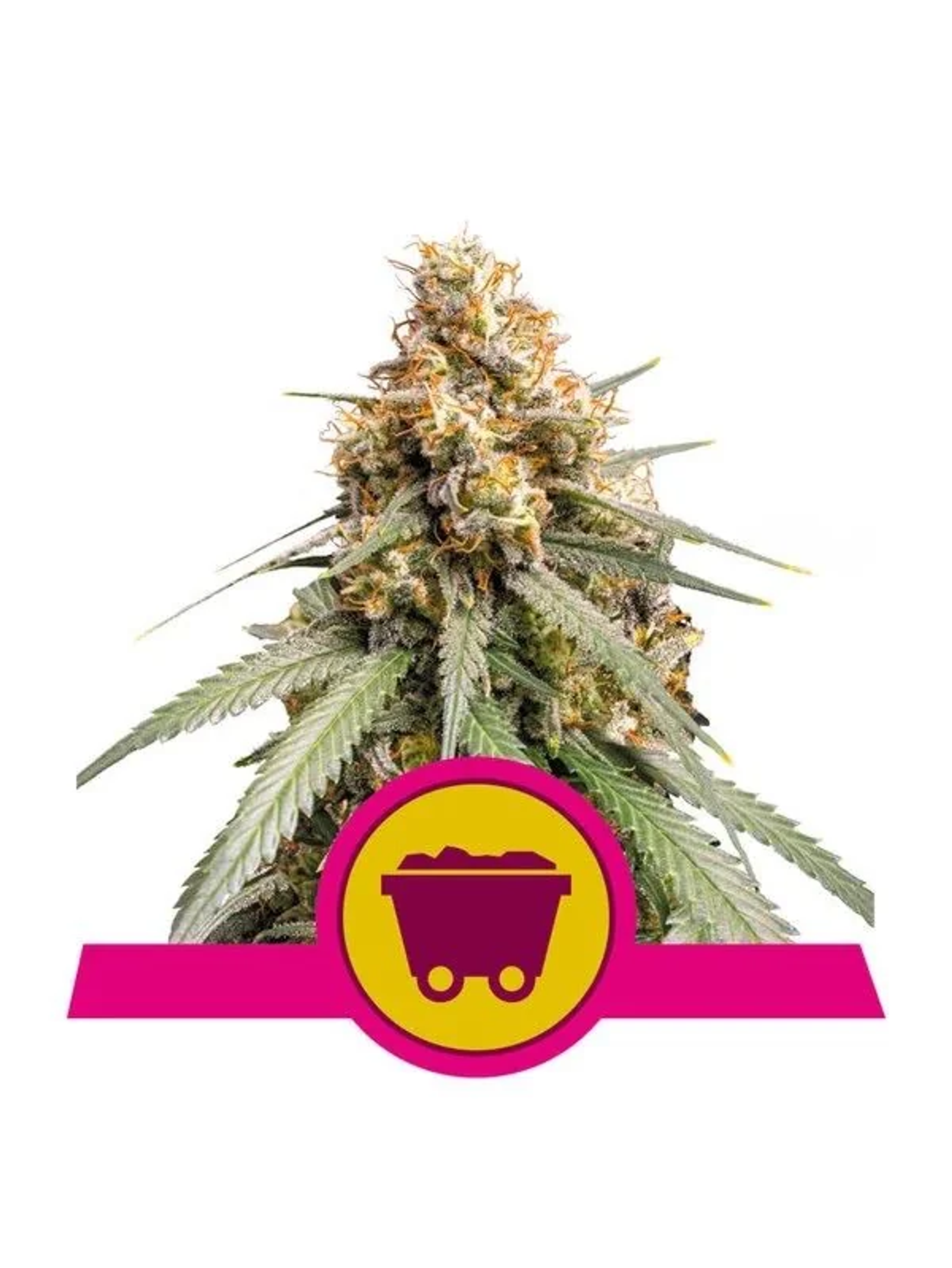 Shining Silver Haze Fem -Royal Queen (X10/X3/X1) 2