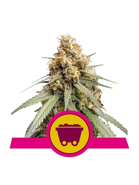 Shining Silver Haze Fem -Royal Queen (X10/X3/X1) 2