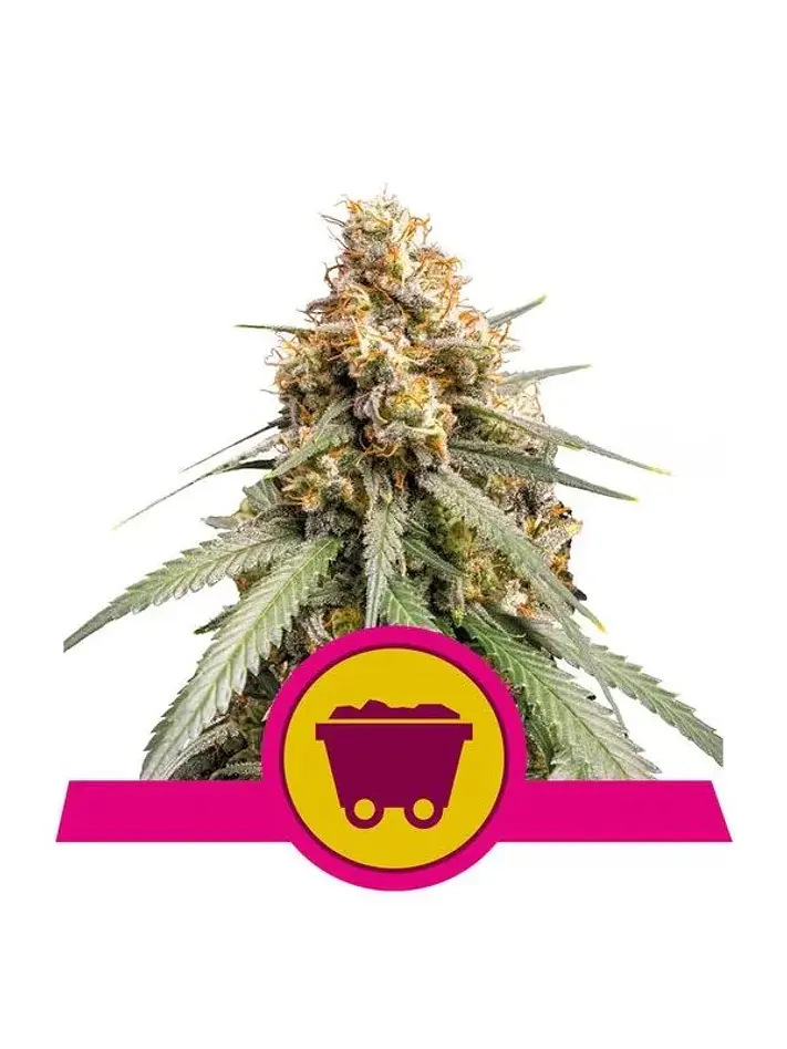 Shining Silver Haze Fem -Royal Queen (X10/X3/X1) 2