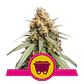 Shining Silver Haze Fem -Royal Queen (X10/X3/X1) - Miniatura 2