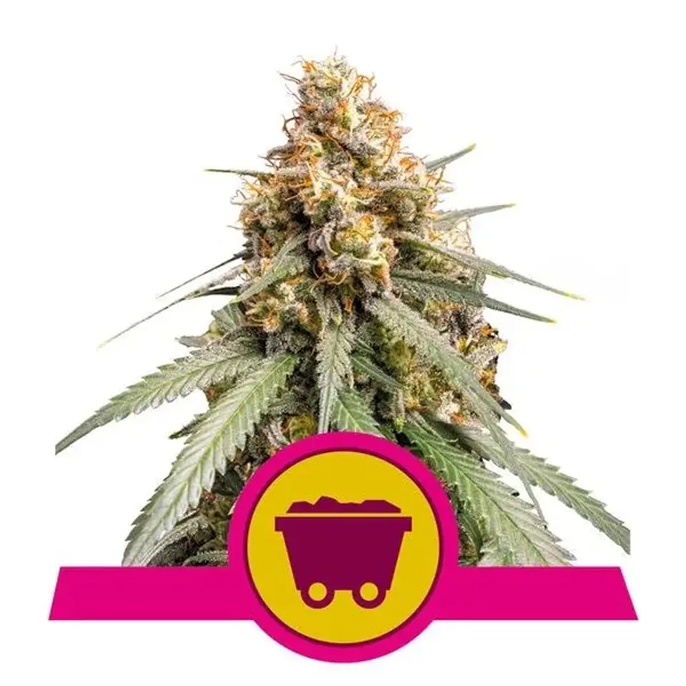 Shining Silver Haze Fem -Royal Queen (X10/X3/X1) 2