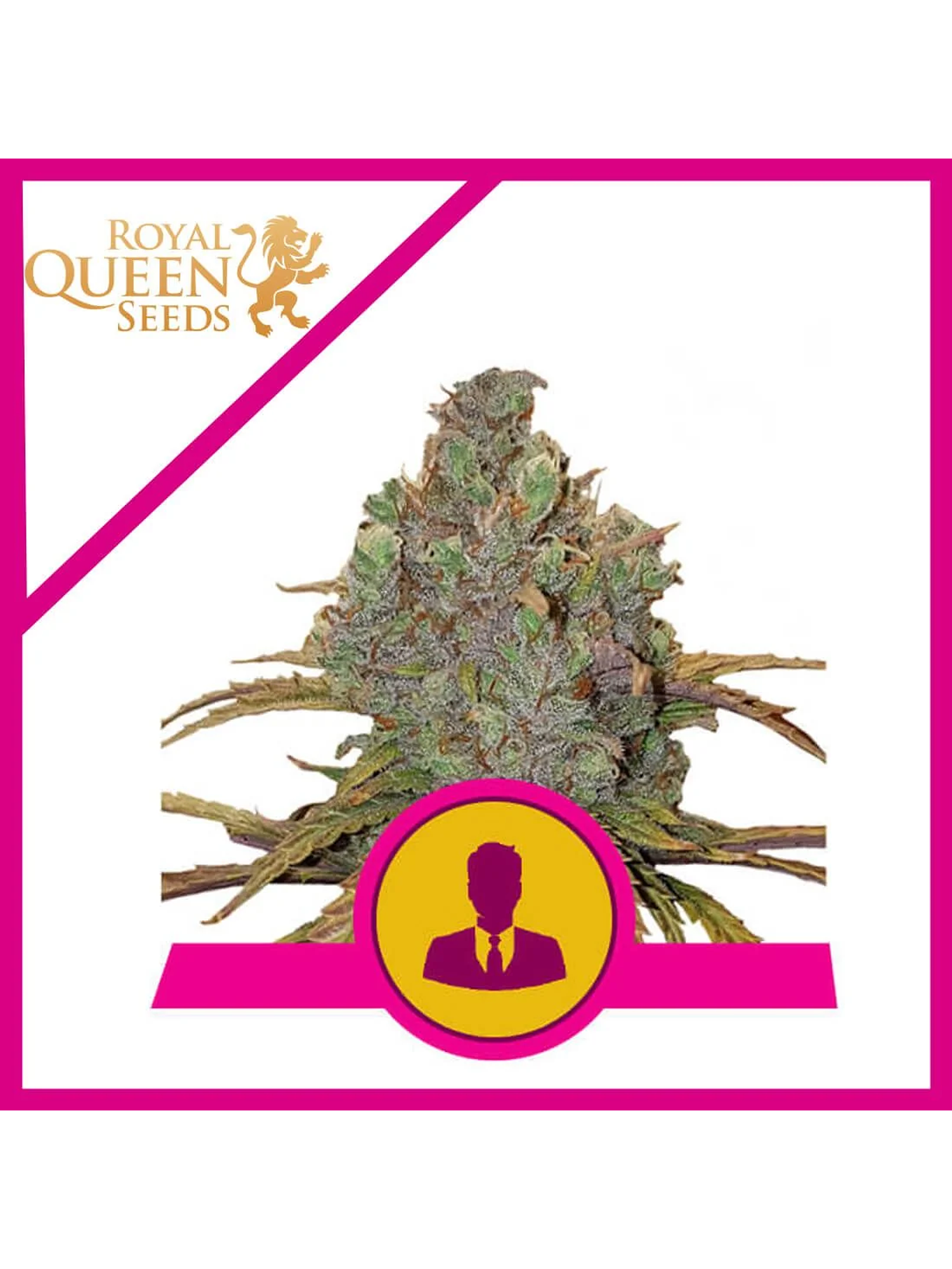 El Patron Fem -Royal Queen (X10/X3/X1) 3