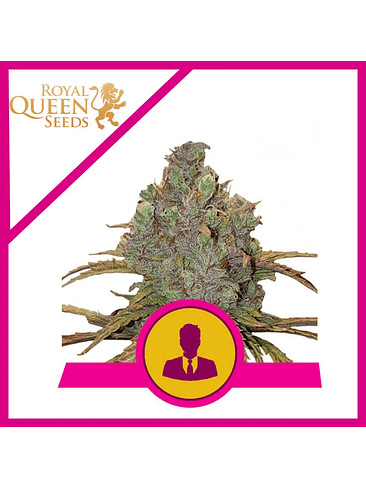 El Patron Fem X10-Royal Queen 3