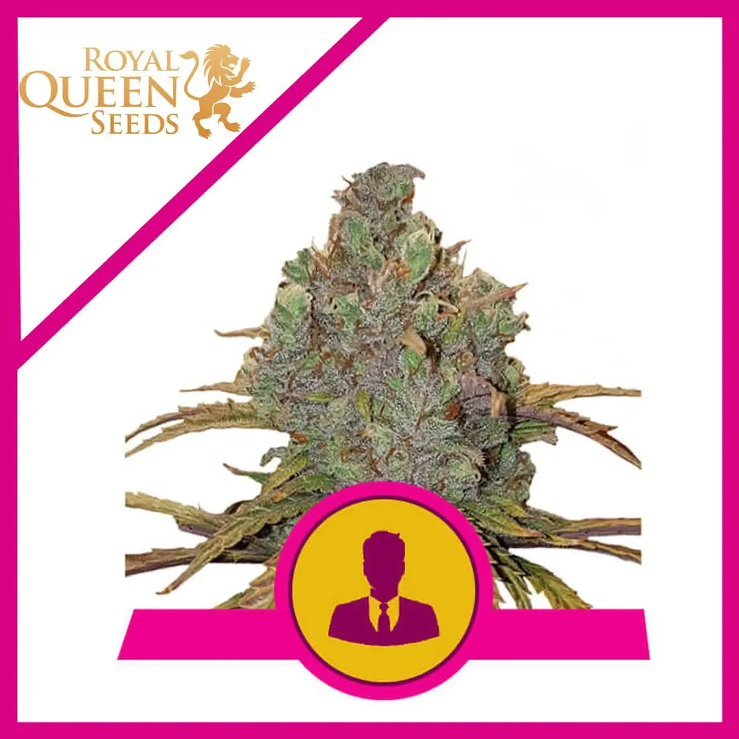 El Patron Fem -Royal Queen (X10/X3/X1) 3