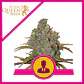 El Patron Fem -Royal Queen (X10/X3/X1) - Miniatura 3