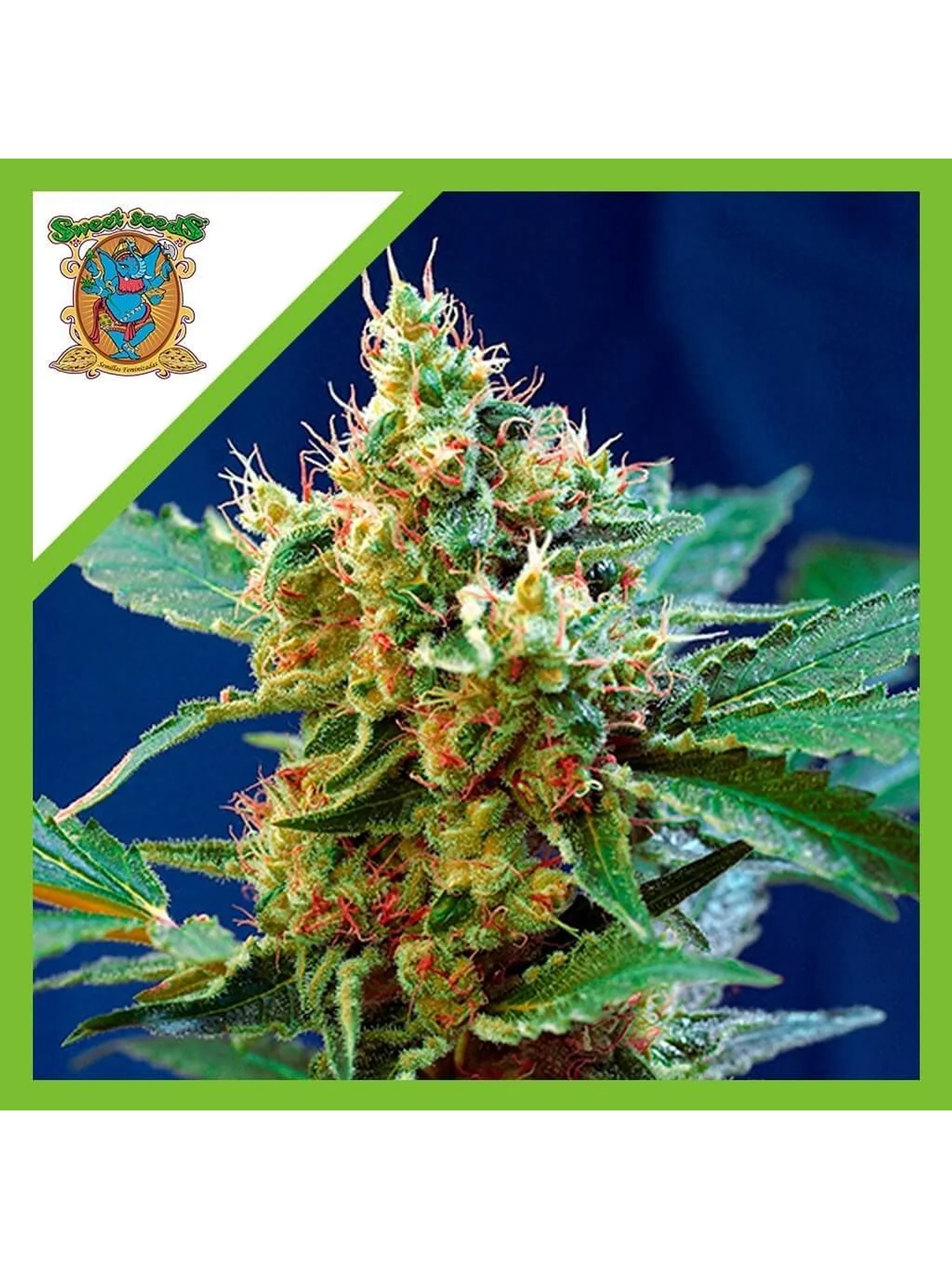 Cream Mandarine Xl Auto® -Sweet Seeds (X100/X25/X5+2/X3+1) 2