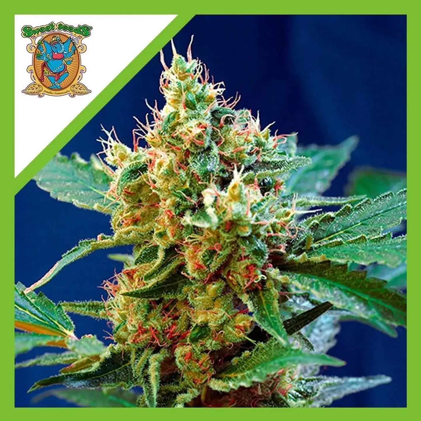 Cream Mandarine Xl Auto® -Sweet Seeds (X100/X25/X5+2/X3+1) 2