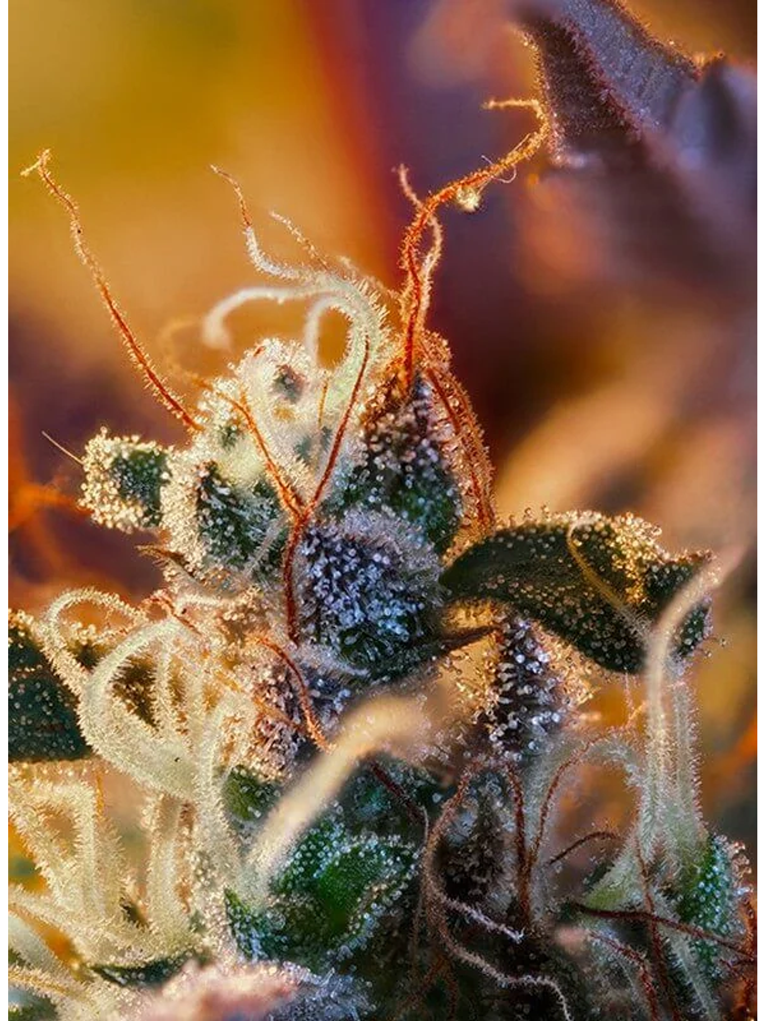 Cream Mandarine Xl Auto® -Sweet Seeds (X100/X25/X5+2/X3+1) 3