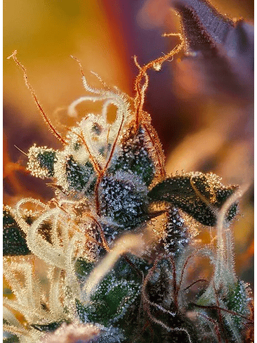 Cream Mandarine Xl Auto® -Sweet Seeds (X100/X25/X5+2/X3+1) 3