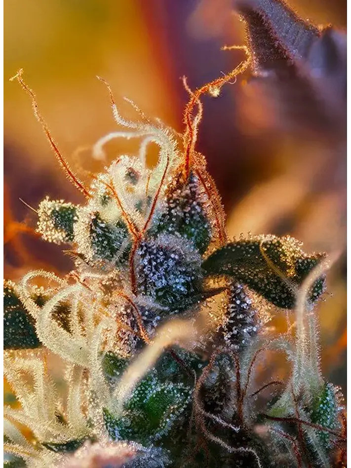 Cream Mandarine Xl Auto® -Sweet Seeds (X100/X25/X5+2/X3+1) 3