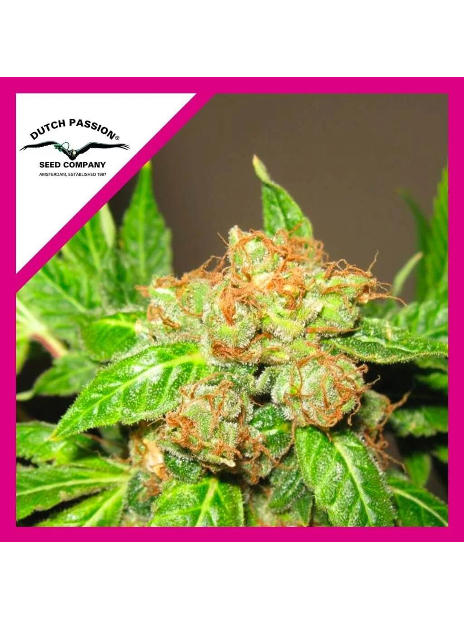 Orange Bud Fem -Dutch Passion (X100/X25/X3/X3+1) 4