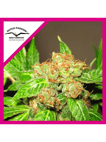 Orange Bud Fem X100-Dutch Passion 4