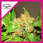 Orange Bud Fem -Dutch Passion (X100/X25/X3+1) - Miniatura 4