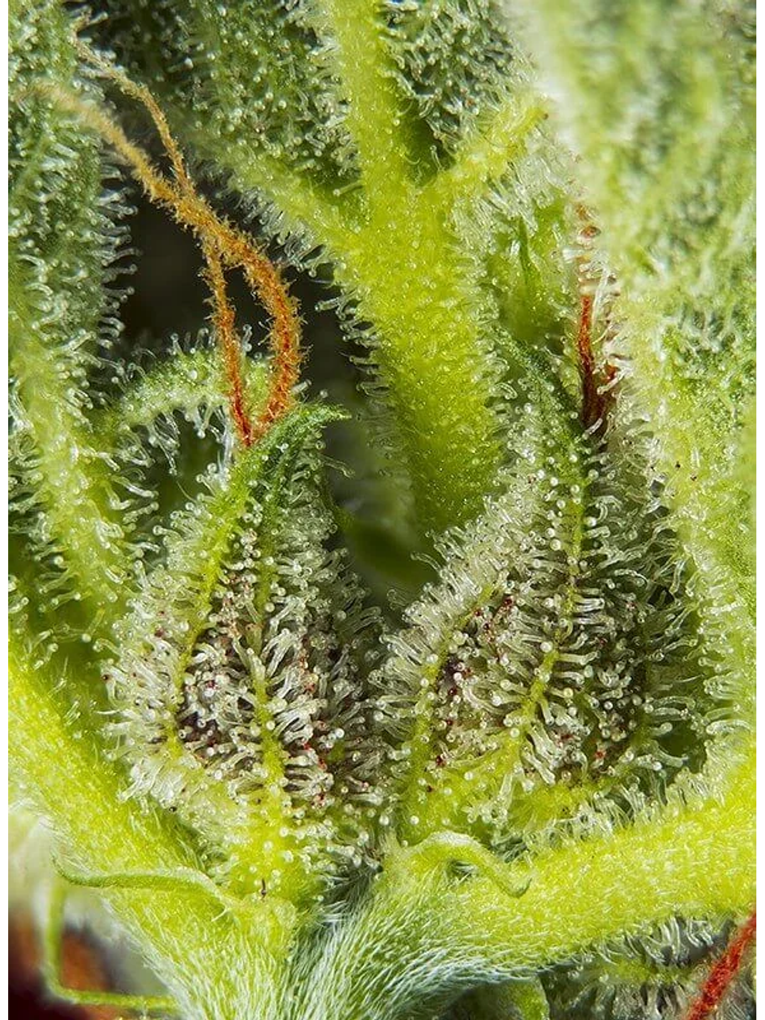 Cream Mandarine Xl Auto® -Sweet Seeds (X100/X25/X5+2/X3+1) 4