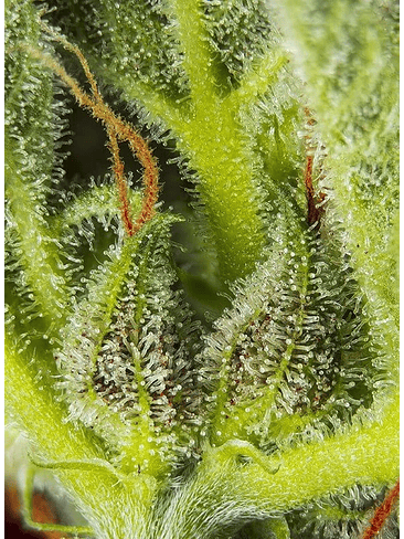 Cream Mandarine Xl Auto® -Sweet Seeds (X100/X25/X5+2/X3+1) 4