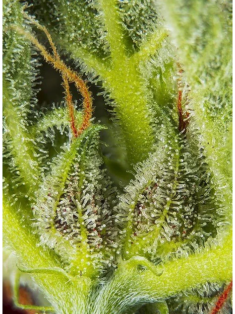 Cream Mandarine Xl Auto® -Sweet Seeds (X100/X25/X5+2/X3+1) 4