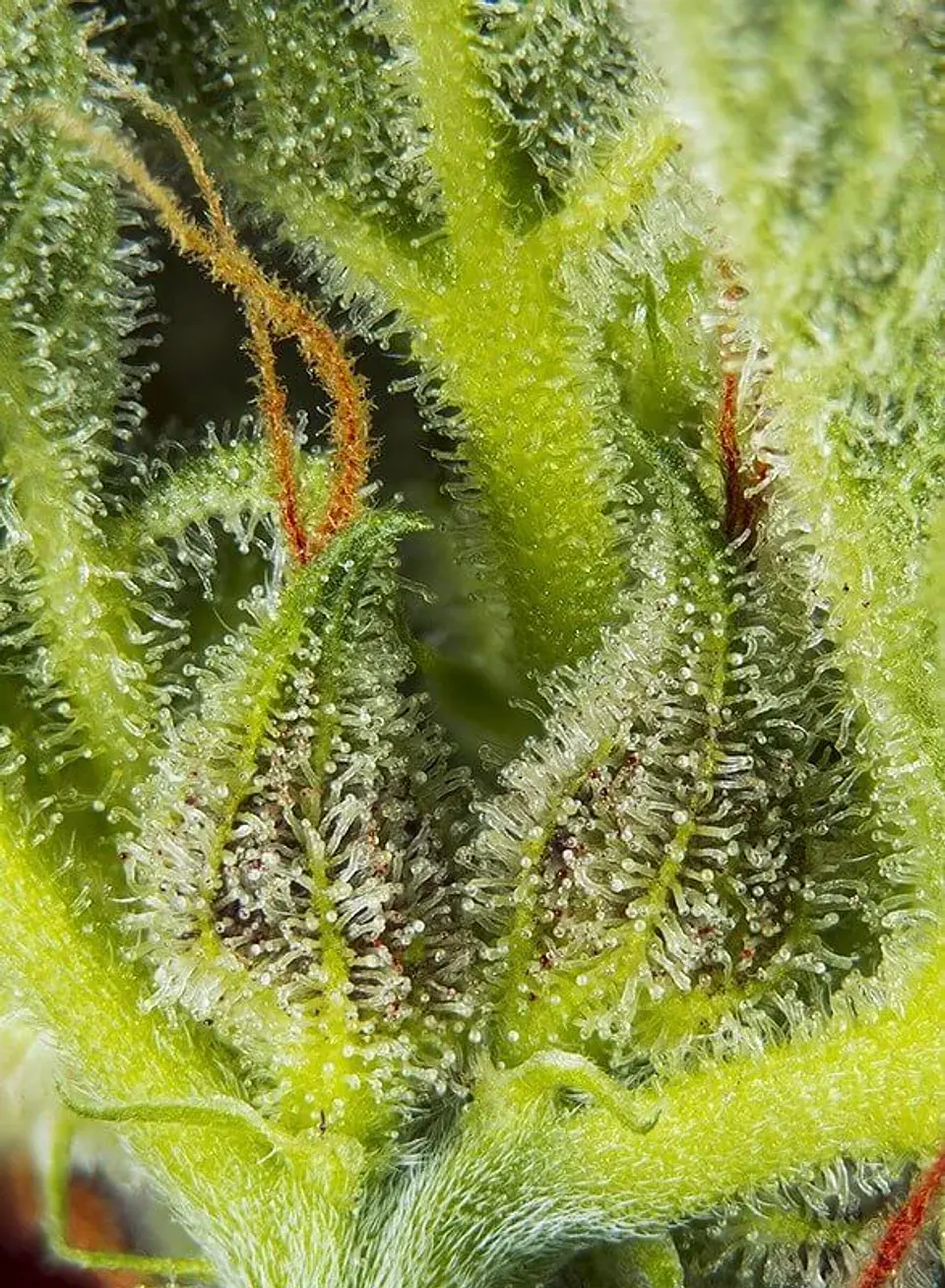Cream Mandarine Xl Auto® -Sweet Seeds (X100/X25/X5+2/X3+1) 4