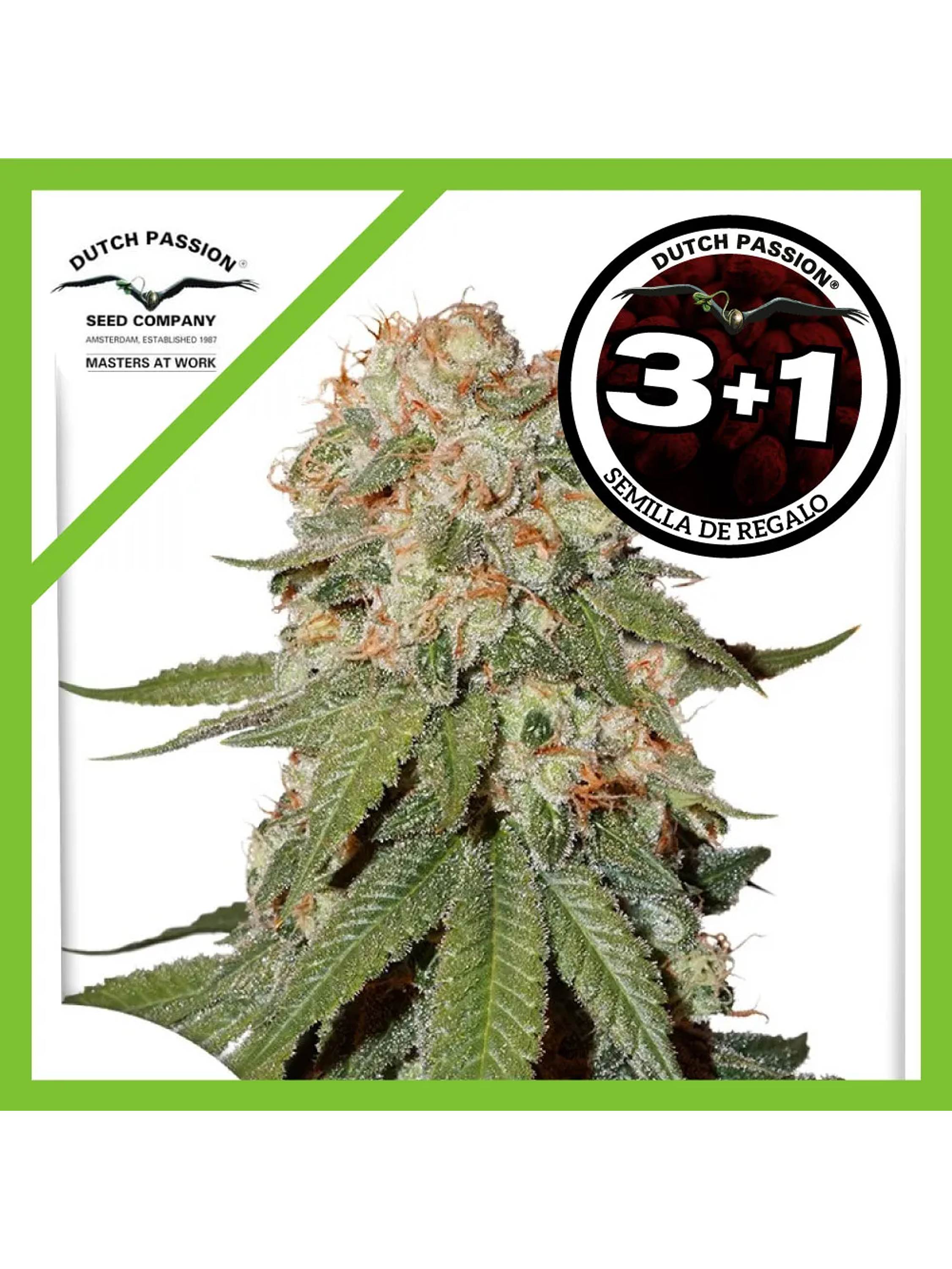 Orange Bud Fem -Dutch Passion (X100/X25/X3/X3+1) 5