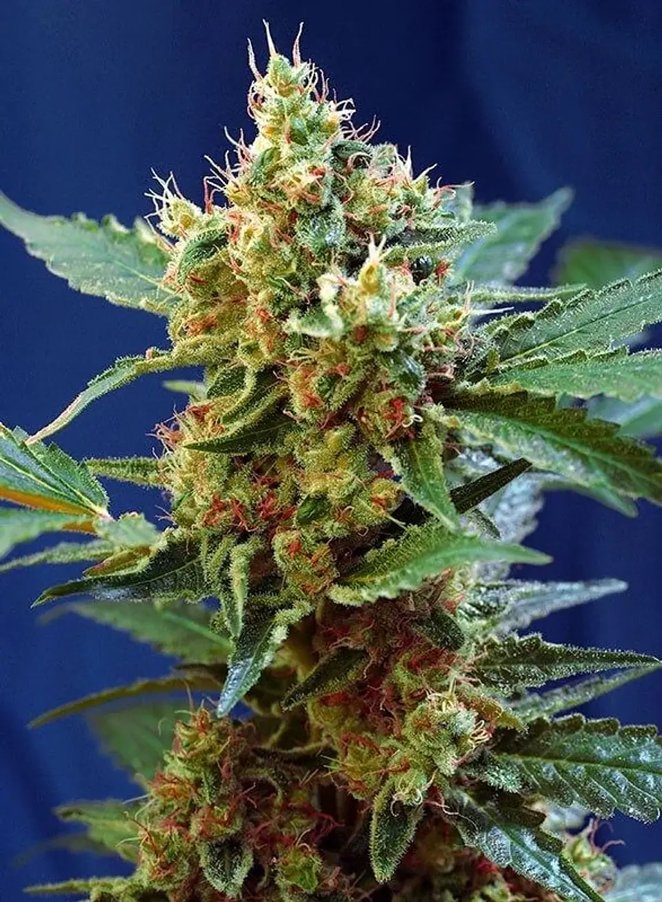 Cream Mandarine Xl Auto® -Sweet Seeds (X100/X25/X5+2/X3+1) 5