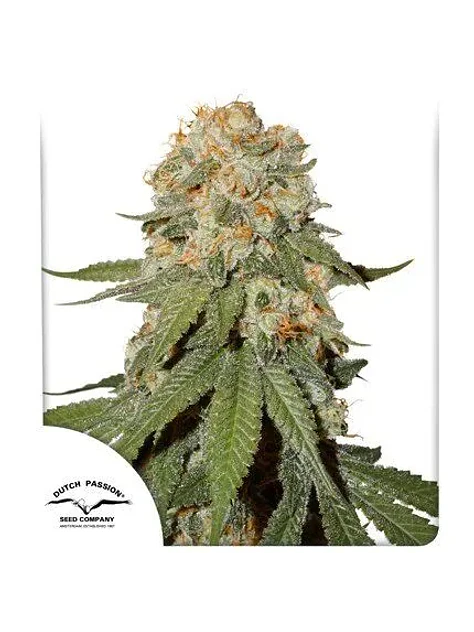 Orange Bud Fem -Dutch Passion (X100/X25/X3+1) 3