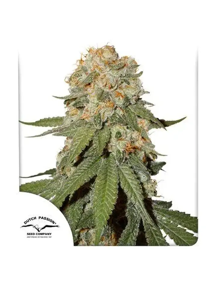 Orange Bud Fem -Dutch Passion (X100/X25/X3+1) 3