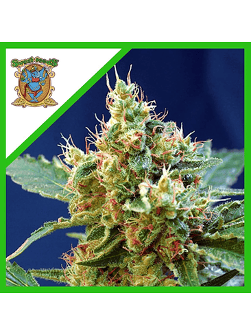 Cream Mandarine Xl Auto® -Sweet Seeds (X100/X25/X5+2/X3+1) 6