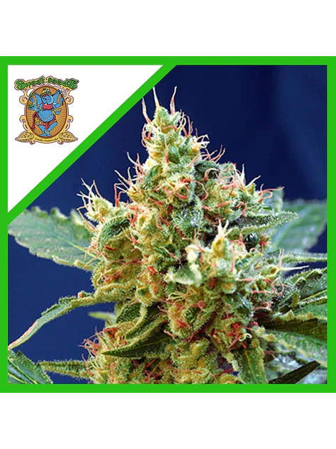 Cream Mandarine Xl Auto® -Sweet Seeds (X100/X25/X5+2/X3+1) 6