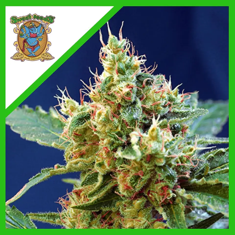 Cream Mandarine Xl Auto® -Sweet Seeds (X100/X25/X5+2/X3+1) 6