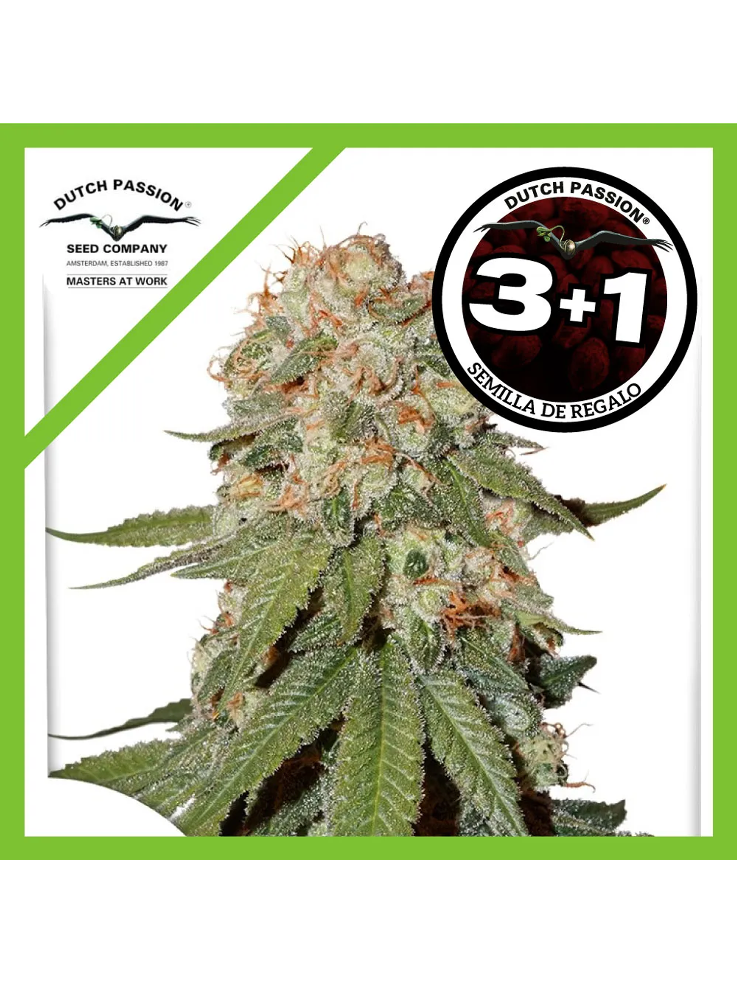 Orange Bud Fem -Dutch Passion (X100/X25/X3/X3+1) 6