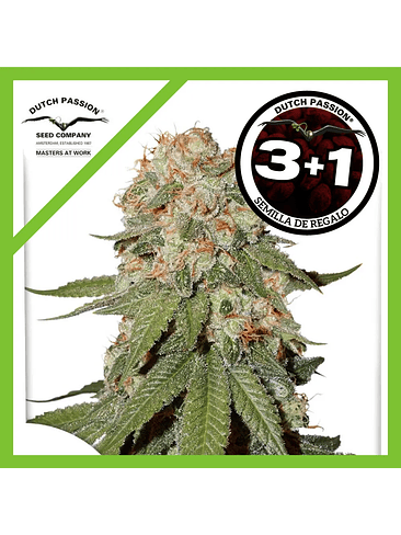 Orange Bud Fem X100-Dutch Passion 6