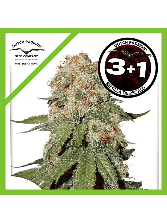 Orange Bud Fem X100-Dutch Passion 6